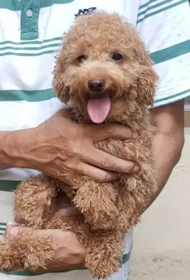 Poodle apricote stambum vaksin