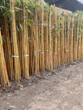 Pohon bambu panda/bambu kuning