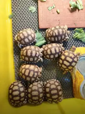 Sulcata baby 6cm+/-