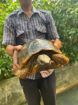 Kura darat Yellow foot Tortoise besar healthy