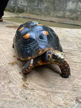 Red foot Tortoise no 5