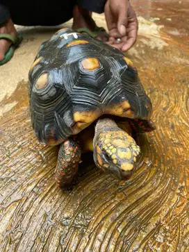 Red Foot Tortoise no 4 (Jantan)