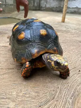 Redfooted Red foot Tortoises no 3