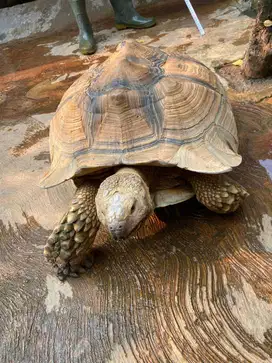 Sulcata Kura Darat Bertelur Sepasang