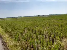 Dijual Sawah Produktif