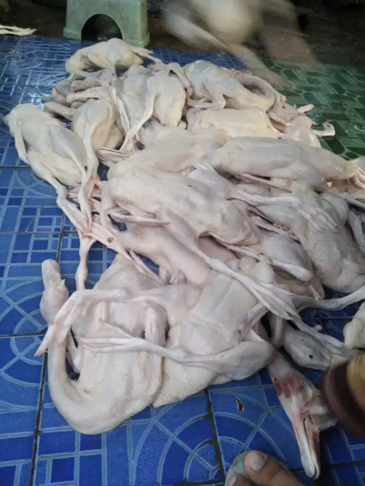 Ayam Jantan, Broiler, Bebek Karkas