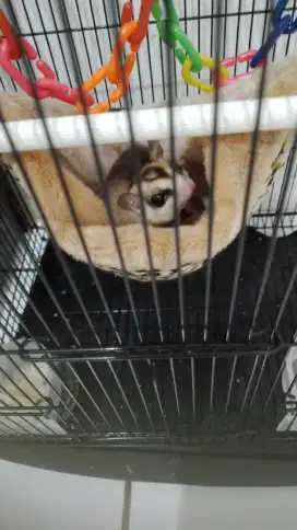 Sugar Glider Grey Sepasang+anaknya