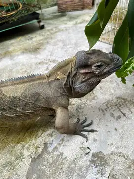 Rhinoceros iguana/ rhino iguana