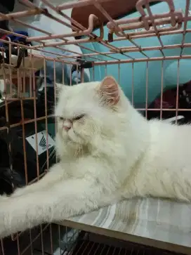 Kucing persia peaknose jantan bukan bsh munchkin scottish (bisa pacak)