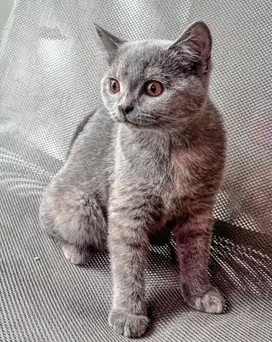 Kucing british short hair warna blue tortie betina usia 6bulan