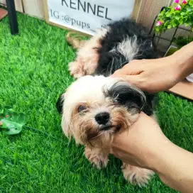 Anjing shihtzu betina indukan