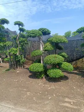 Bonsai  taman rumah