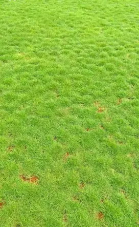 Jual rumput swis