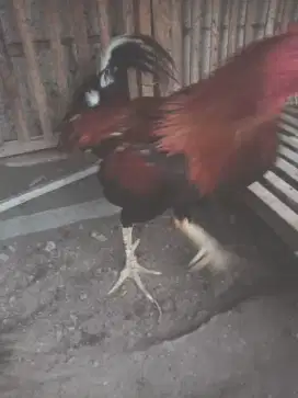 Sale Ayam bangkok klasik