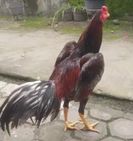Ayam Jalu Kelabu Api