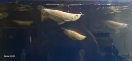 Arwana Arowana Silver Albino 15-17  Cm Partai dan Eceran