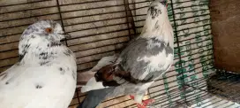 Jual burung dara 1pasang