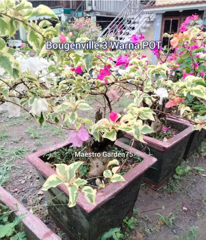 Bougenville 3 Warna Pakai POT