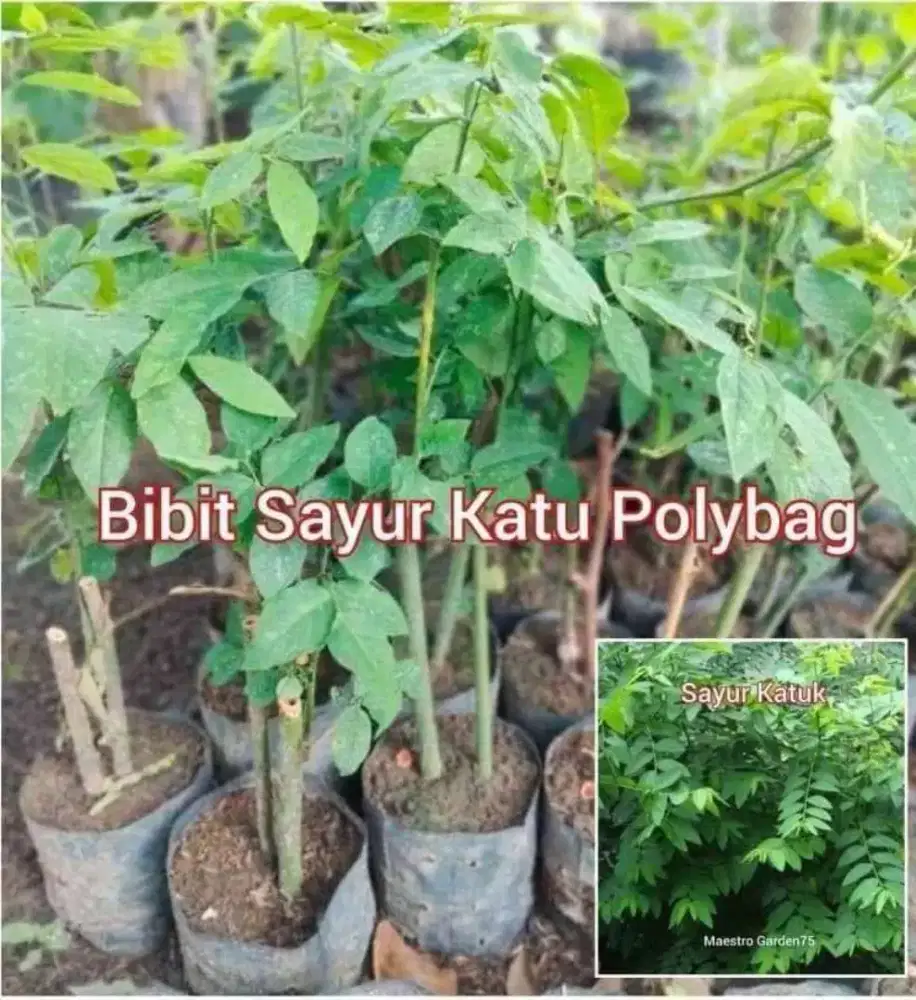 Bibit Katuk / Katu Polybag an