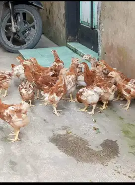 AYAM PETELUR USIA 40 HARI