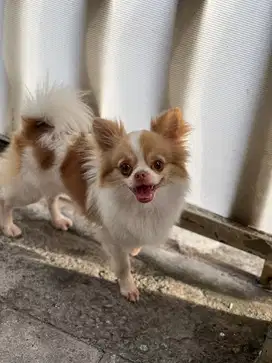 Chihuahua Jantan bulu panjang