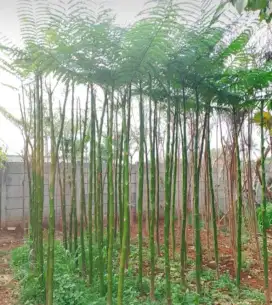 Pohon pakis Brazil