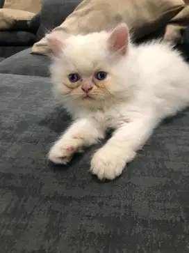 Persia Himalaya Super