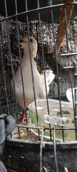 Burung puter blaster tekukur gacor