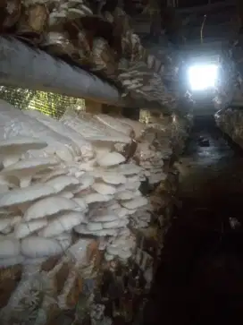 Supir Serabutan di Pabrik Jamur Tiram