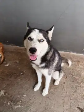 SIBERIAN HUSKY BLUE EYES ANAKAN/PUPPIES SHORT HAIR