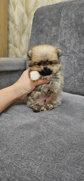 Anjing POM MINI TERMURAH !!!