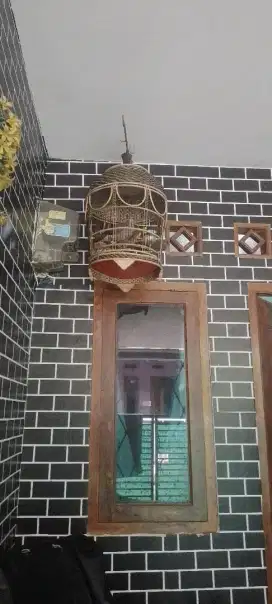 Tekukur bangkok full shett
