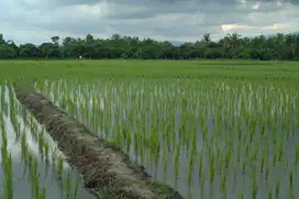 KAVLING TANAH SAWAH UNTUK PABRIK / GUDANG PEMALANG JAWA TENGAH