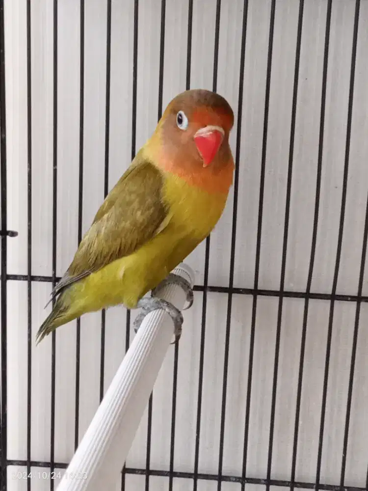 LOVEBIRD PASLIVE MULUS DAN CANTIK