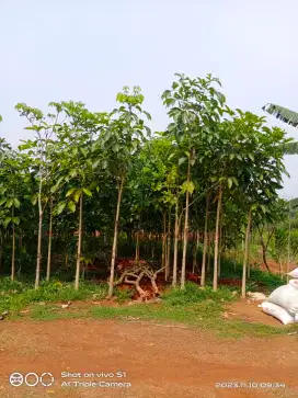 Pohon Tabebuya Rosea Berbagai Variasi ukuran