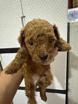 Red Toy Poodle puppy jantan