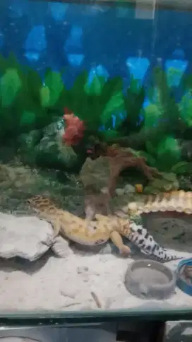 Leopard Gecko
panjang 20 cm lebih