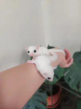 Sugar Glider Leucistic Jantan & Betina