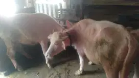 KEBO BULE UNik SAKRAL 4EKOR SEHAT Bossku