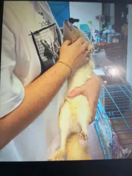 Fennec Fox 1 pasang