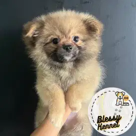 Anjing Minipom /  Mini Pomeranian