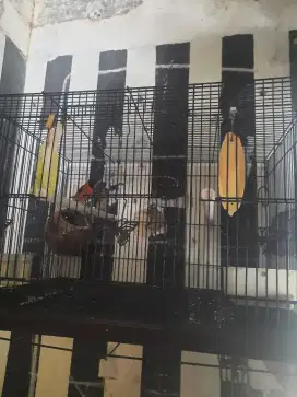 Red Siskin Sepasang Jantan Clasik Betina Double Dilute Sudah Produk...