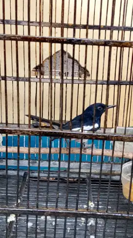 Burung Kacer gacor atas bawah