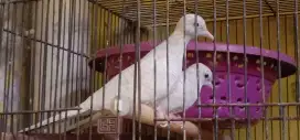 Jual sepasang burung perkutut putih lurik