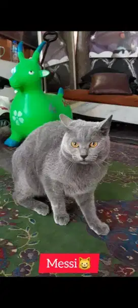 Kucing British Shorthair