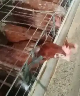 Ayam petelur sudah produksi.