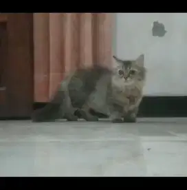 Kucing Munchkin Cebol Betina