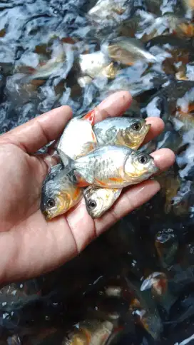 Bibit ikan bawal berkualitas unggul