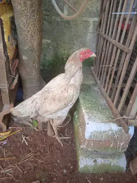 ayam Bangkok betina