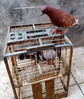 Sepasang (2 Ekor) Burung Dara